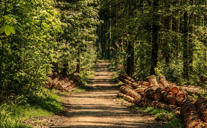 foret-sainte-gemme-la-plaine